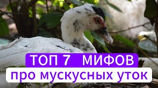 ТОП 7 МИФОВ про мускусных уток .