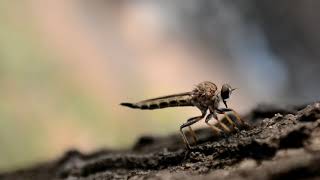 Breathing Of Dragonfly Baby In High Resolution Video