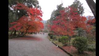 滋賀の紅葉 Autumn leaves of Shiga  三井寺境内の紅葉 Autumn leaves of miidera temple