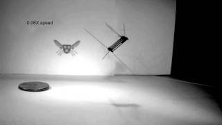 Uncontrolled takeoff of RoboBee