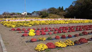 「小菊の里」～群馬県伊勢崎市赤堀