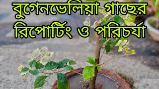 bougainvillea plant/bougainvillea care/bougainvillea cuttings/bougainvillea growing tips