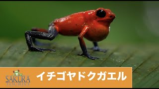 イチゴヤドクガエル Strawberry Poison Dart Frog (Oophaga puimilio)【コスタリカ】