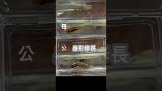 #鼠博館 #鼠魚 #鼠魚分辨公母