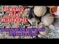 BURAHOL BUAH LANGKA YANG KONON KESUKAAN PUTRI KERATON