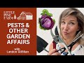 Pests & Other Garden Affairs (What's Going on in June) | Little Pine Farm 2024