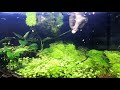 How to trim Ambulias - Aquarium 01Jan2021 [4K@30]