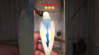 Wow!!!🥰 Adorable Rainbow Parakeet / Goldenfaced Opaline Clearwing Cobalt Blue