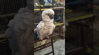 Dancing parrot ♥️😎#trending #viral #shorts #animals