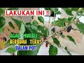 CARA AGAR TANAMAN MURBEI BERBUAH TERUS DALAM POT