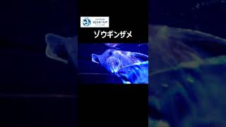 【ゾウギンザメ】笑うギンザメ【サンシャイン水族館】#Shorts