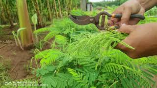 climbing wattle sprout picking #climbing #satisfying