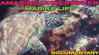 Amazing Underwater Marine Life Documentary | Ocean Life and Nature Documentary | Marine Life