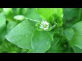 chickweed stellaria media and its lookalikes