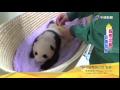 上野動物園貓熊寶寶 滿60天健康可愛│中視新聞 20170814