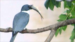 kingfisher with fish