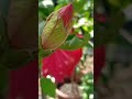 buds rare hibiscus blossom flower gumamela shortsfeed