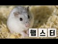 initial consonant quiz 100 animal names brain development dementia prevention