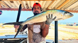 Huge Milk Fish Cutting | Paal Kendai | Chanos Chanos ( Wekkaya ) | Mr.Sampath