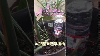 観葉植物〜ペットボトルで勝手に水やり