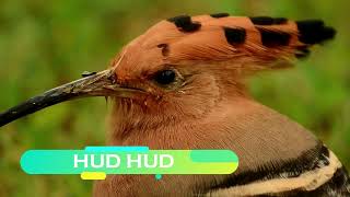 Hoopoe l  Hud Hud l Shocking Facts of Hoopoe l KitabKhana l