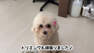 【犬の幼稚園の日常】2月はリボン飾りをプレゼントしてます