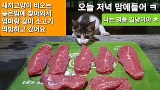 새끼고양이 비오는날 밤에 엄마랑 찾아와서 소고기먹방 하고 갔어요