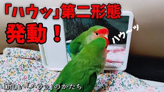 ハウッが過ぎるキーちゃんがおかしな事になってきました