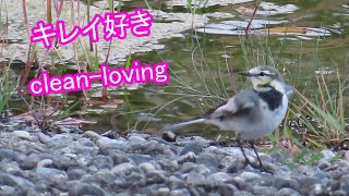 水浴び、羽繕い、身だしなみバッチリなハクセキレイ　Bathing, grooming,Japanese Pied Wagtail