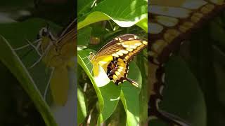 பட்டாம்பூச்சிக்கு இவ்ளோ விஷம் இருக்கா ?😱 poison butterfly ? #shorts #butterfly #animals