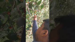 पौधों में खाद कब डालें और खुदाई कब-कब करनी है#tilu #fouji #farming #video