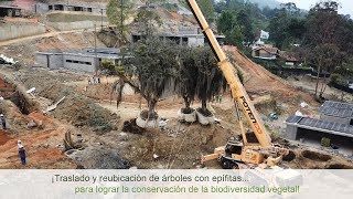 Traslado y reubicación de árboles con epífitas