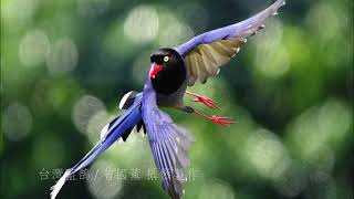 【072天籟鳥音~台灣藍鵲】15分鐘(15 min.) 台灣藍鵲的叫聲/Sound of Taiwan Blue Magpie