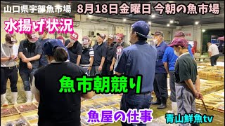 【魚市朝競り】【水揚げ状況】【魚屋の仕事】今朝の魚市場8月18日金曜日の水揚げ状況