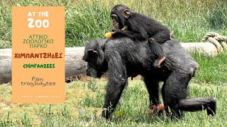 ΧΙΜΠΑΝΤΖΗΔΕΣ Αττικό Ζωολογικό Πάρκο /ep.7 Baby chimp ARIS \u0026 JAMIL Attica Park (HD) English subtitles