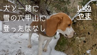 ビーグル犬と一緒に雪の六甲山に登ったよ