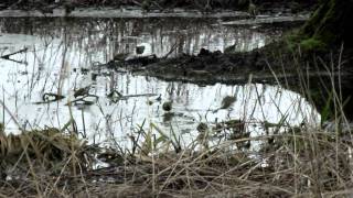 Czyże(Carduelis spinus) pod olchami. 720p HD.