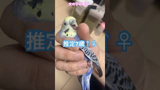 インコの女の子と男の子の違いは？　#セキセイインコ #ズグロシロハラインコ #インコ #男の子 #女の子 #shorts