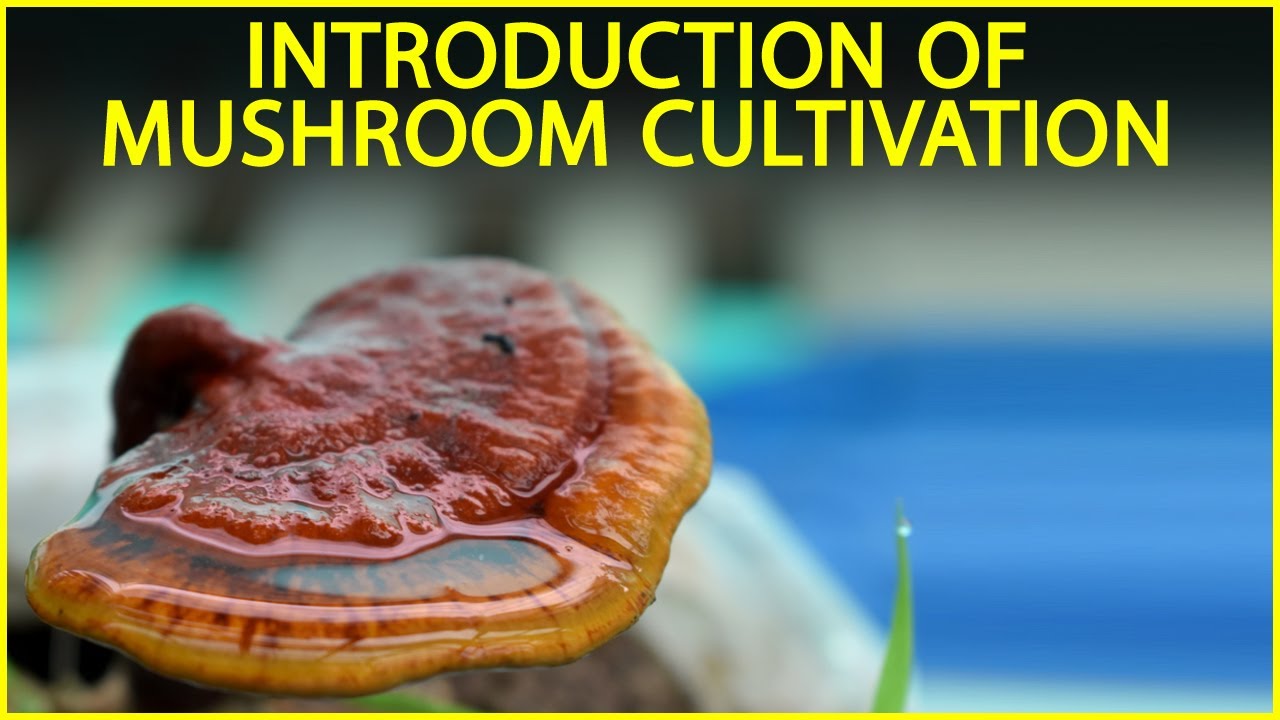 INTRODUCTION OF MUSHROOM CULTIVATION. - YouTube