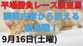 【競馬予想】９月１６日の平場勝負レース該当馬４レース！調教内容から狙える新馬戦１レース配信！