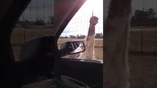 ostrich right next to you whoa unexpected unexpected