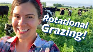How to graze Cows with Chickens | Julia Gasser