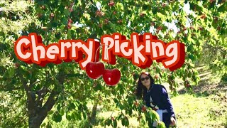 Cherry Picking | Cherry Farm | Family Vlogs | Shorts