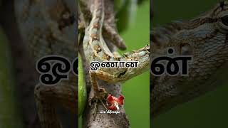 #ஊர்வன பெயர்கள்#learn reptiles names in tamil#tamil#shorts209#ytshorts#reptiles names in tamil.