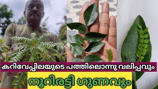 CURRYVEPPILA |കറിവേപ്പില |കുഞ്ഞൻ കറിവേപ്പിലയുടെ അത്ഭുത ഗുണങ്ങൾ |ജീരക കറിവേപ്പ് |