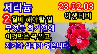 제라늄.2월에 할일이 많지만,이것만은 꼭 알고 하셔야 많은 꽃을 보게됩니다.