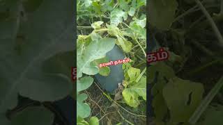 ஏங்க ஒரு நிமிஷம் #life #youtube #tamil #agriculturelife #todayviralvideos #agriculture #விவசாயம்