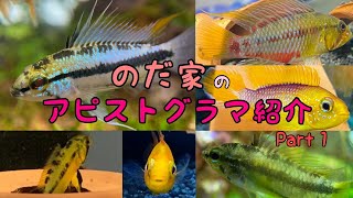 のだ家のアピストグラマをご紹介！Part1