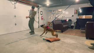 Bite work Target Training with a 6 month old Belgian malinois