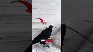 This Crow Rocked And Made His Owner Shocked